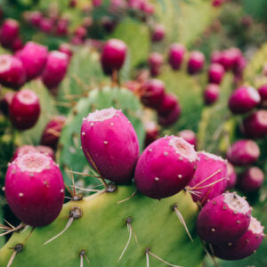Prickly Pear WHITE Balsamic